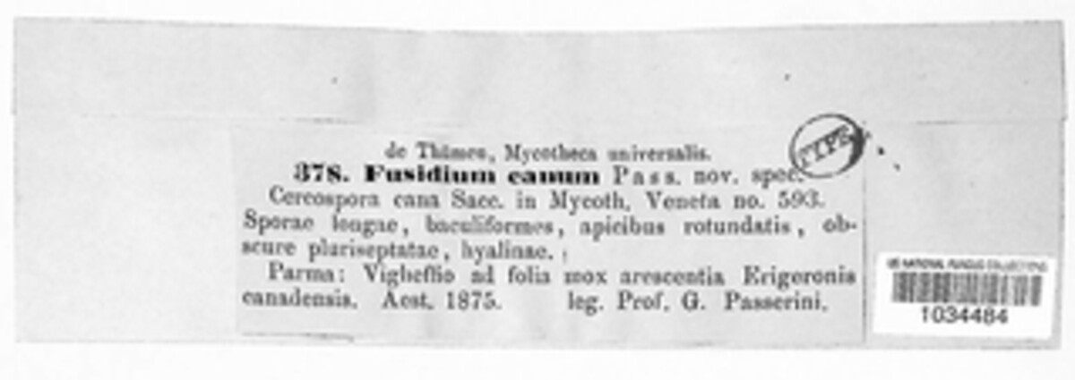 Fusidium canum image